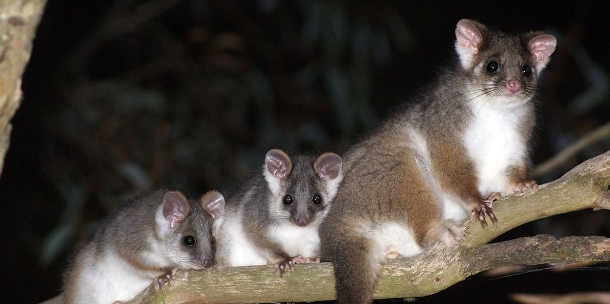 Moreton Bay Possum Catcher Moreton Bay Snake Catchers